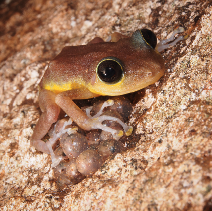 small tan and yellow from with large dark eyes sits on a small pile of eggs.
