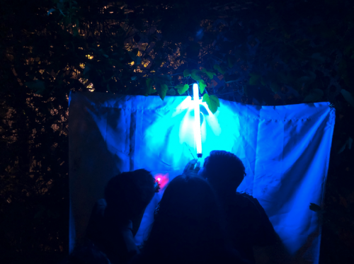 researchers look closely insects on at a white cloth lit by a light