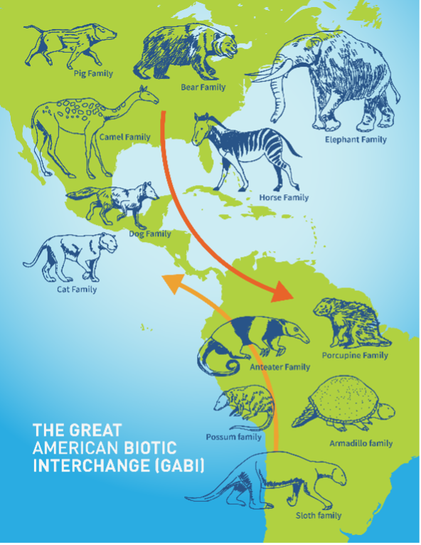 map of north, central, and south America showing the great American biotic interchange (GABI)