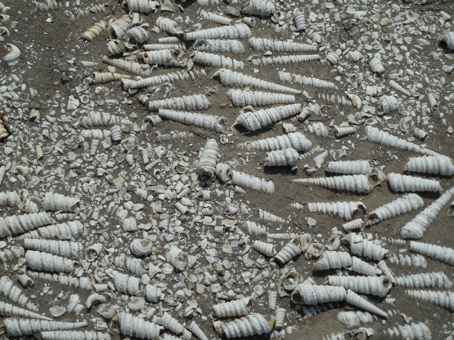 many shells in the sand