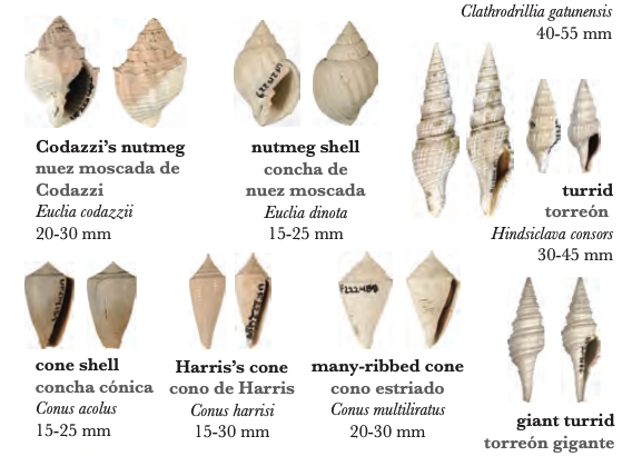 fossil shell guide samples