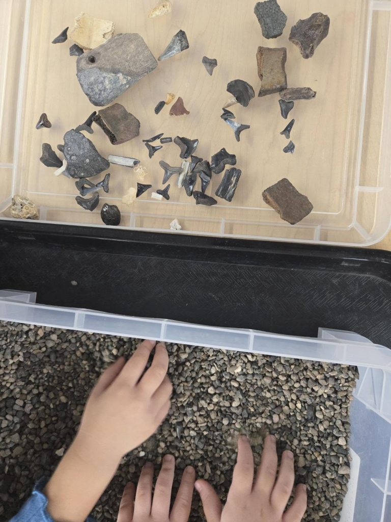 overhead photo of two plastic tubs, one filled with gravel, the other a collection of fossils and shark teeth. Several young children are digging though the gravel to find more fossils.