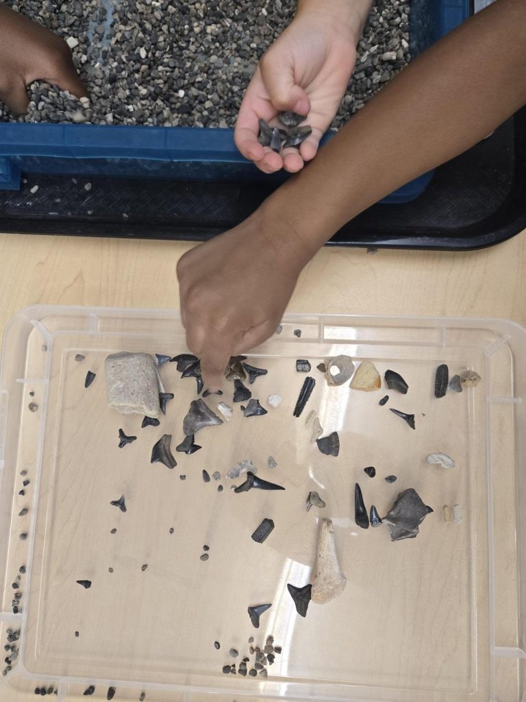 Overhead photo of young children placing found fossils in a plastic bin