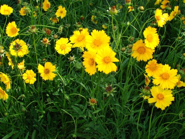 Lanceleaf Coreopsis