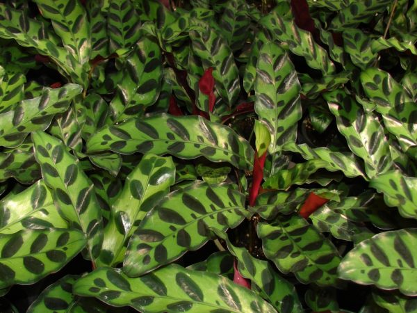 Calathea
