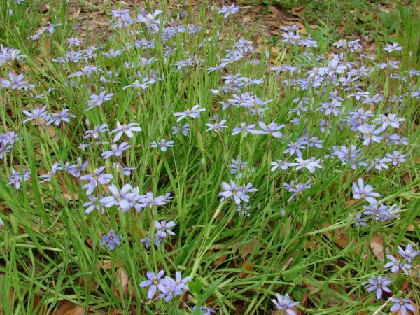Blue Eyed Grass