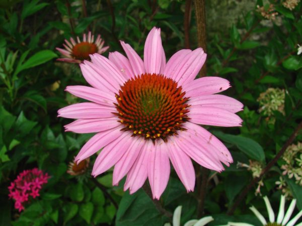 Purple Coneflower