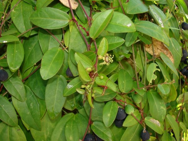 Corky Stemmed Passionflower