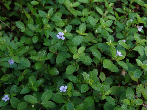 Swamp Twinflower