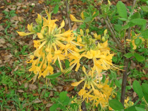 Flame Azalea