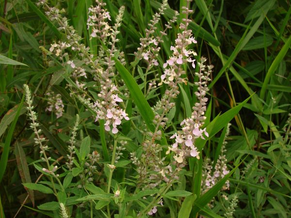 Wood Sage
