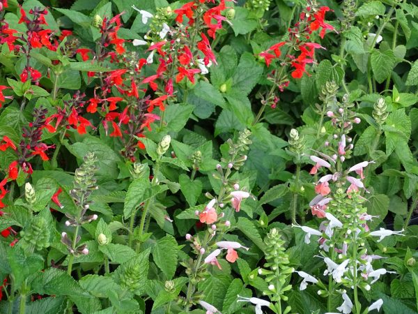 Tropical Sage (Red)