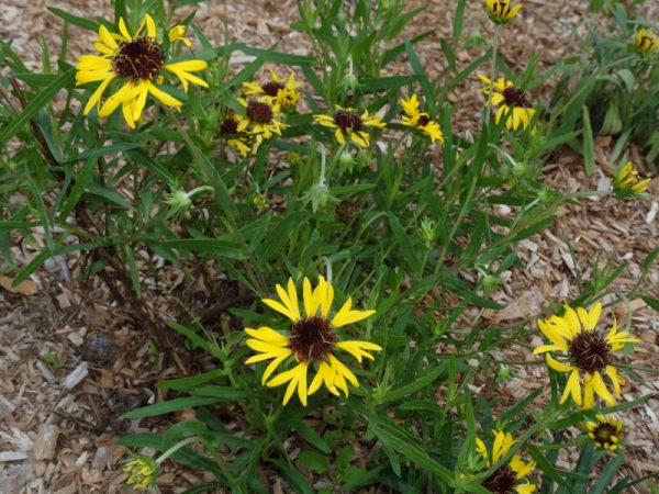 Lanceleaf Blanketflower