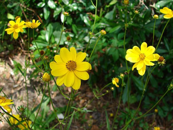 Florida Marigold