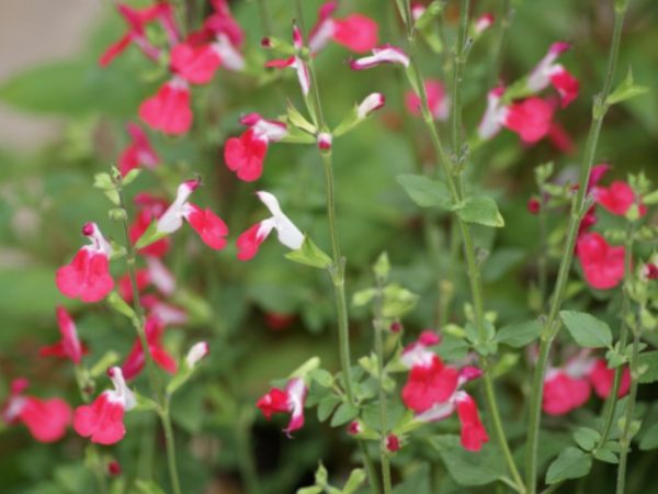 Hot Lips Salvia