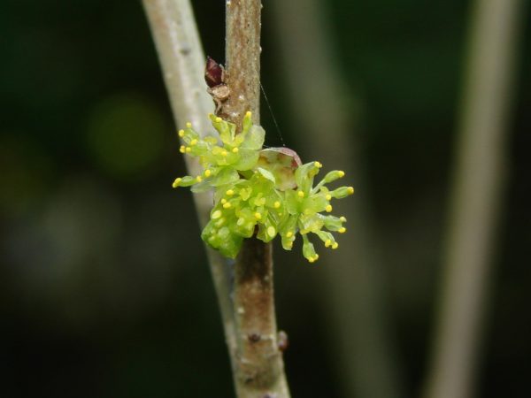 Spicebush