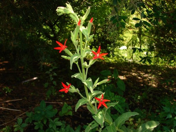 Royal Catchfly