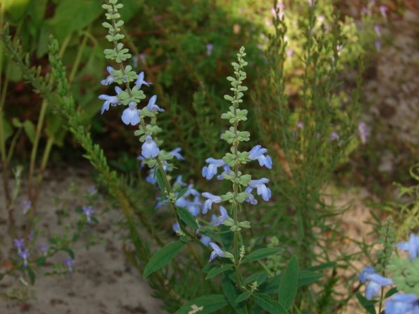 Azure Blue Sage