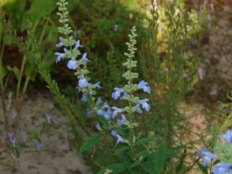 Azure Blue Sage