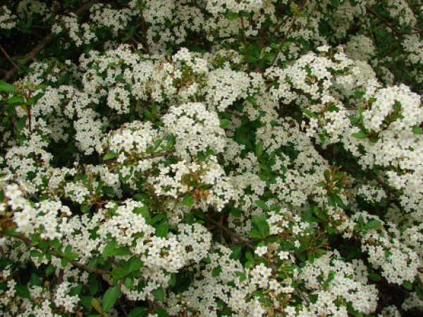 Walter’s Viburnum