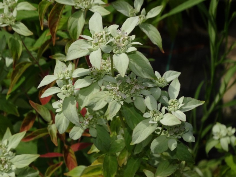 150 Florida Mountainmint Shopping