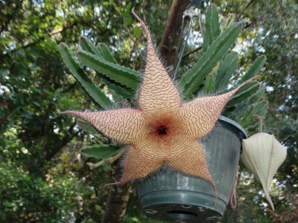 Starfish Flower