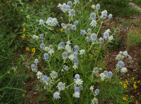 Blueflower Eryngo