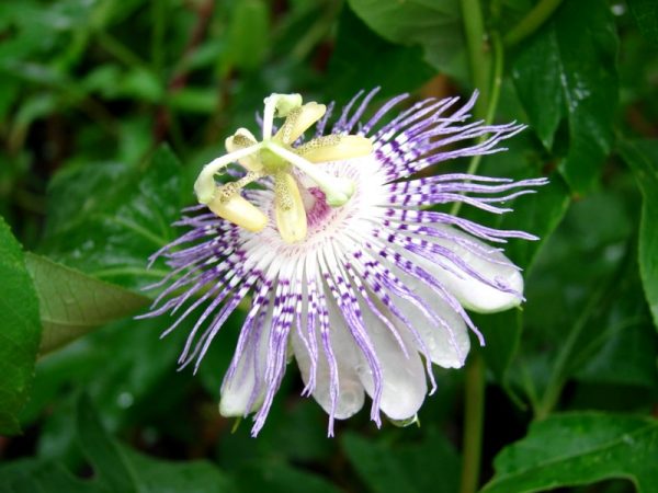 Maypops, Purple Passionflower
