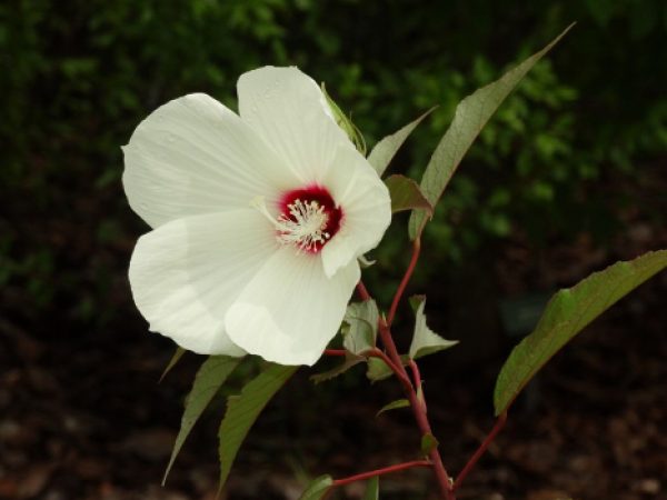 Rose Mallow