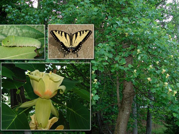 Tulip Poplar
