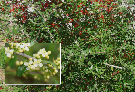 Yaupon Holly