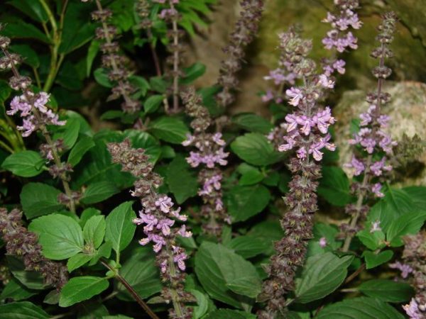 African Blue basil