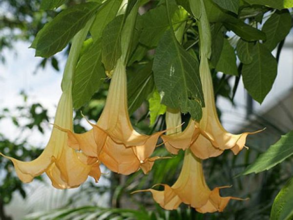 Angel’s Trumpet (Variegated)