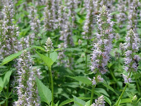 Anise Hyssop