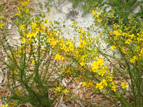 Atlantic St. John’s Wort