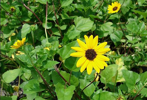 Beach Sunflower