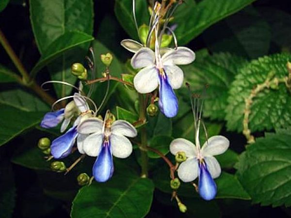 Blue Butterfly Clerodendrum