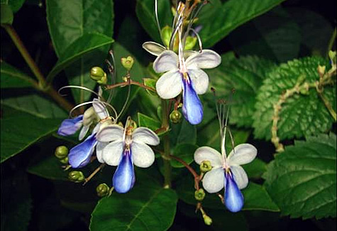 Blue Butterfly Clerodendrum