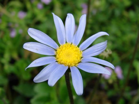 blue marguerite daisy
