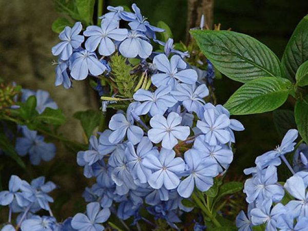 Blue Plumbago