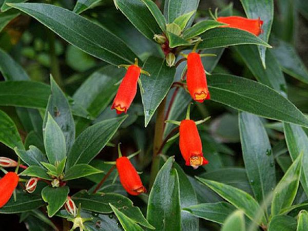 Bolivian Sunset Gloxinia