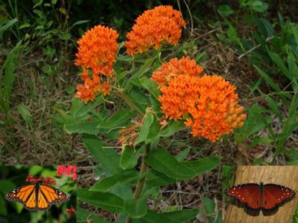 Butterfly Weed