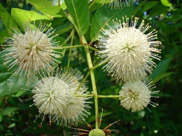 Buttonbush