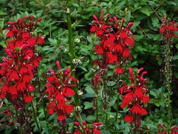 Cardinalflower
