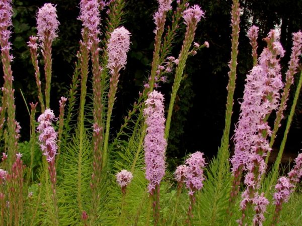 Chapman’s Blazing Star