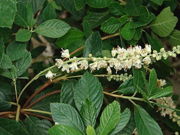 Sweet Pepperbush