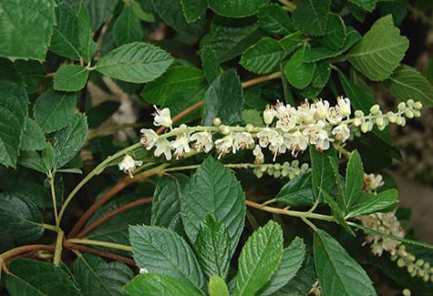 Sweet Pepperbush