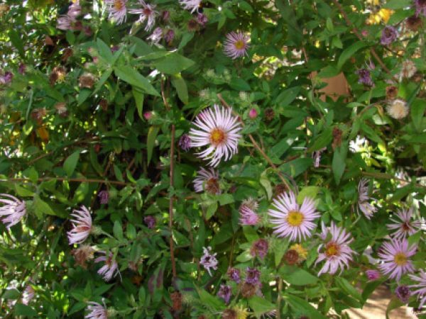 Climbing Aster