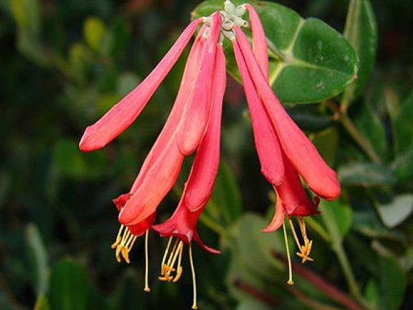 Coral Honeysuckle