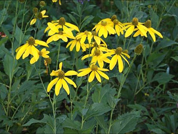 Cut-leaf Coneflower